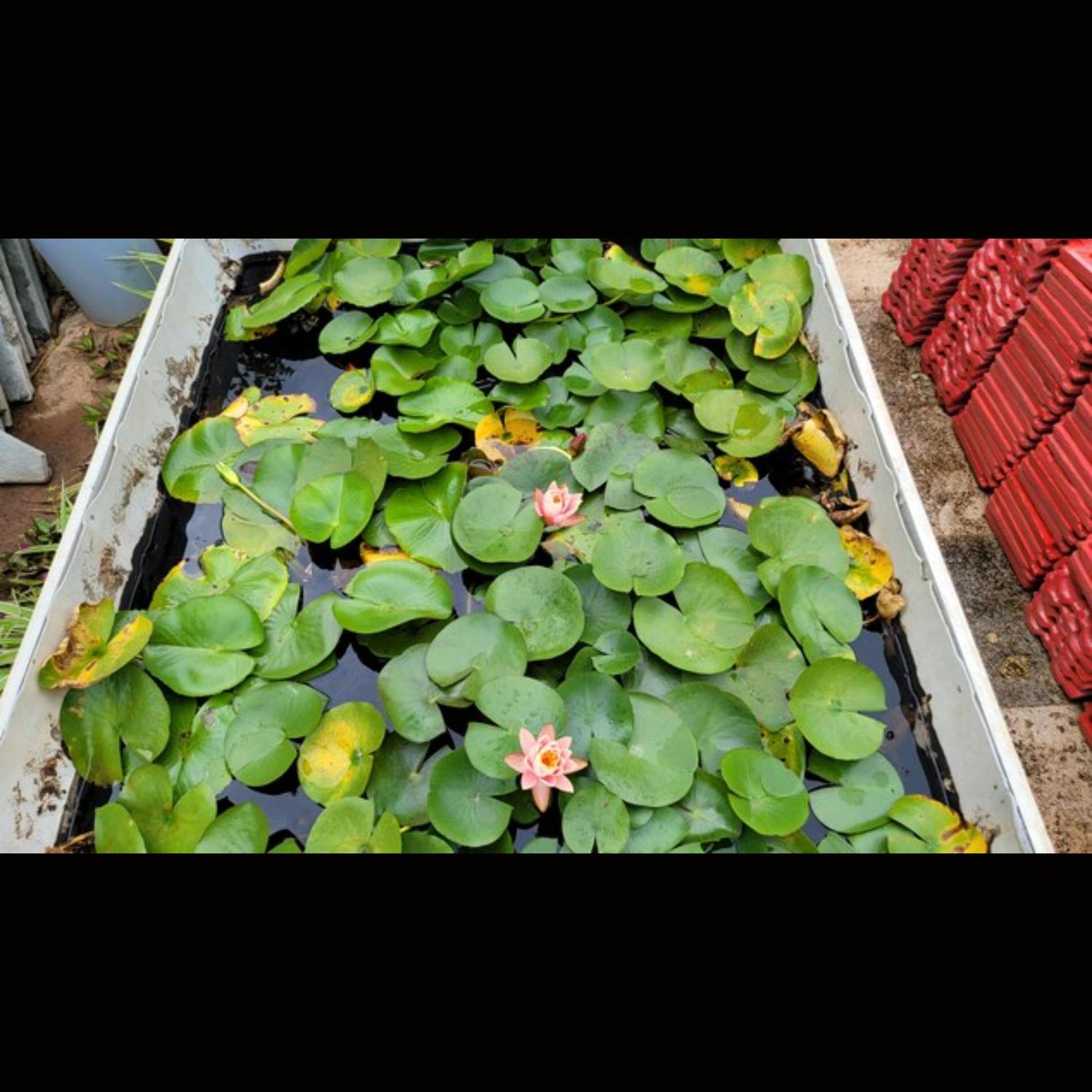 Strawberry County Hotel Panchgani Bagian luar foto